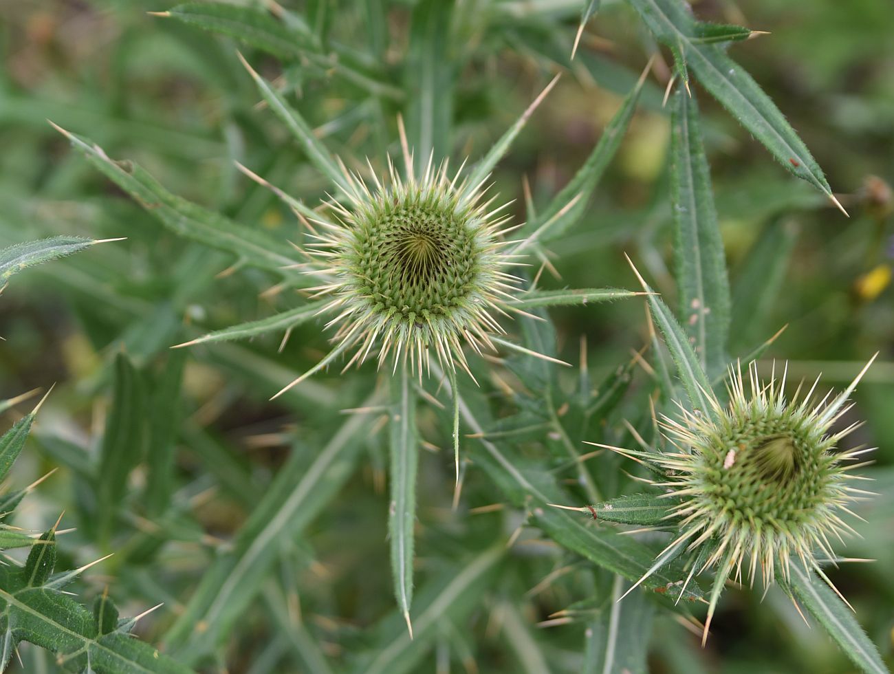 Изображение особи род Cirsium.