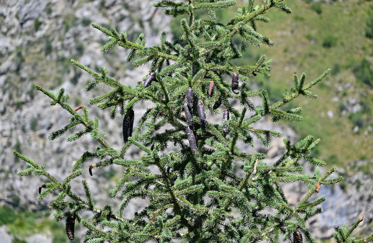 Image of Picea schrenkiana specimen.