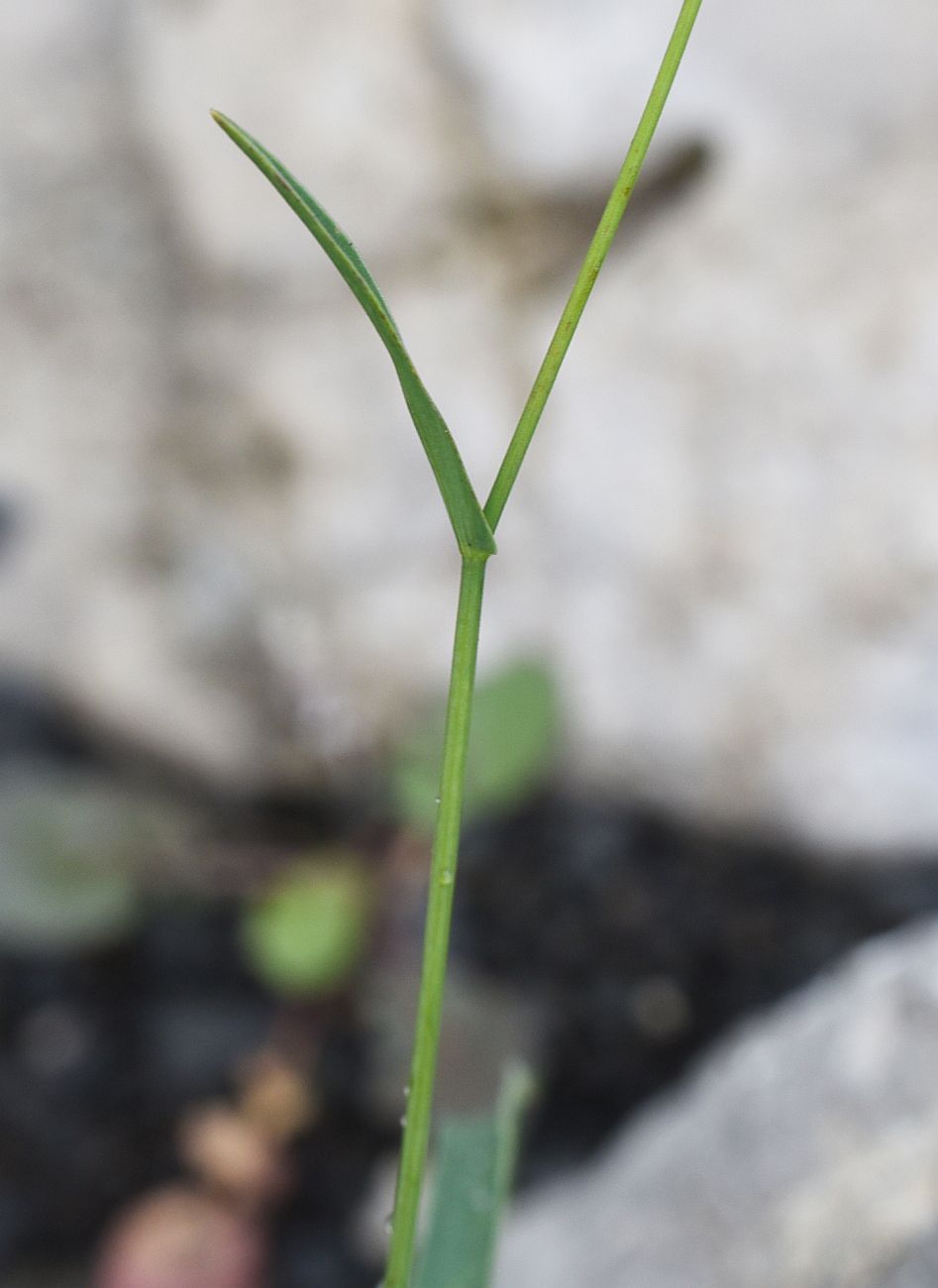 Image of genus Bupleurum specimen.