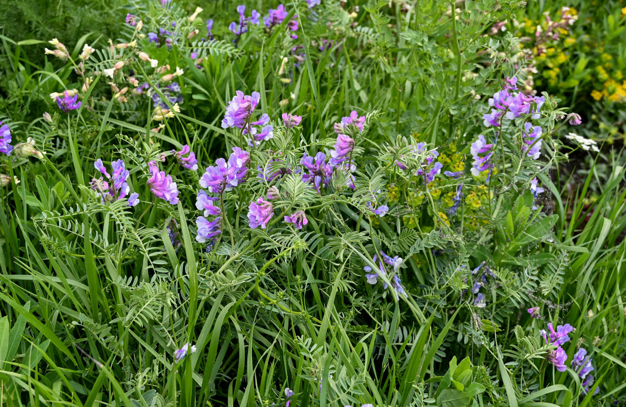 Image of genus Vicia specimen.