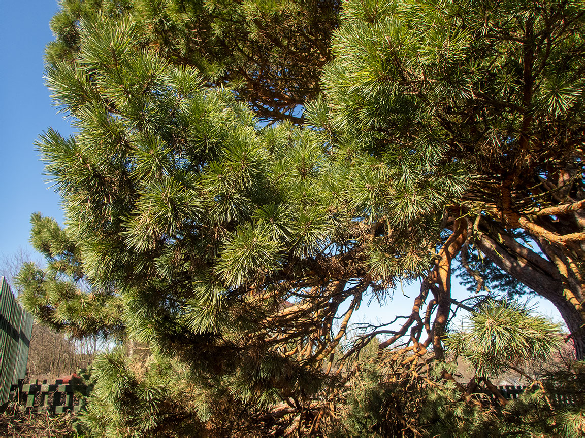 Image of genus Pinus specimen.