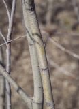 genus Salix. Часть ствола. Пермский край, Кунгурский р-н, окр. дер. Дейково, окр. ур. Греховская гора, берег р. Сылва. 15.04.2023.