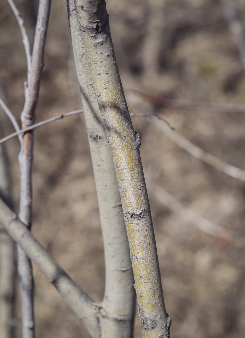 Image of genus Salix specimen.