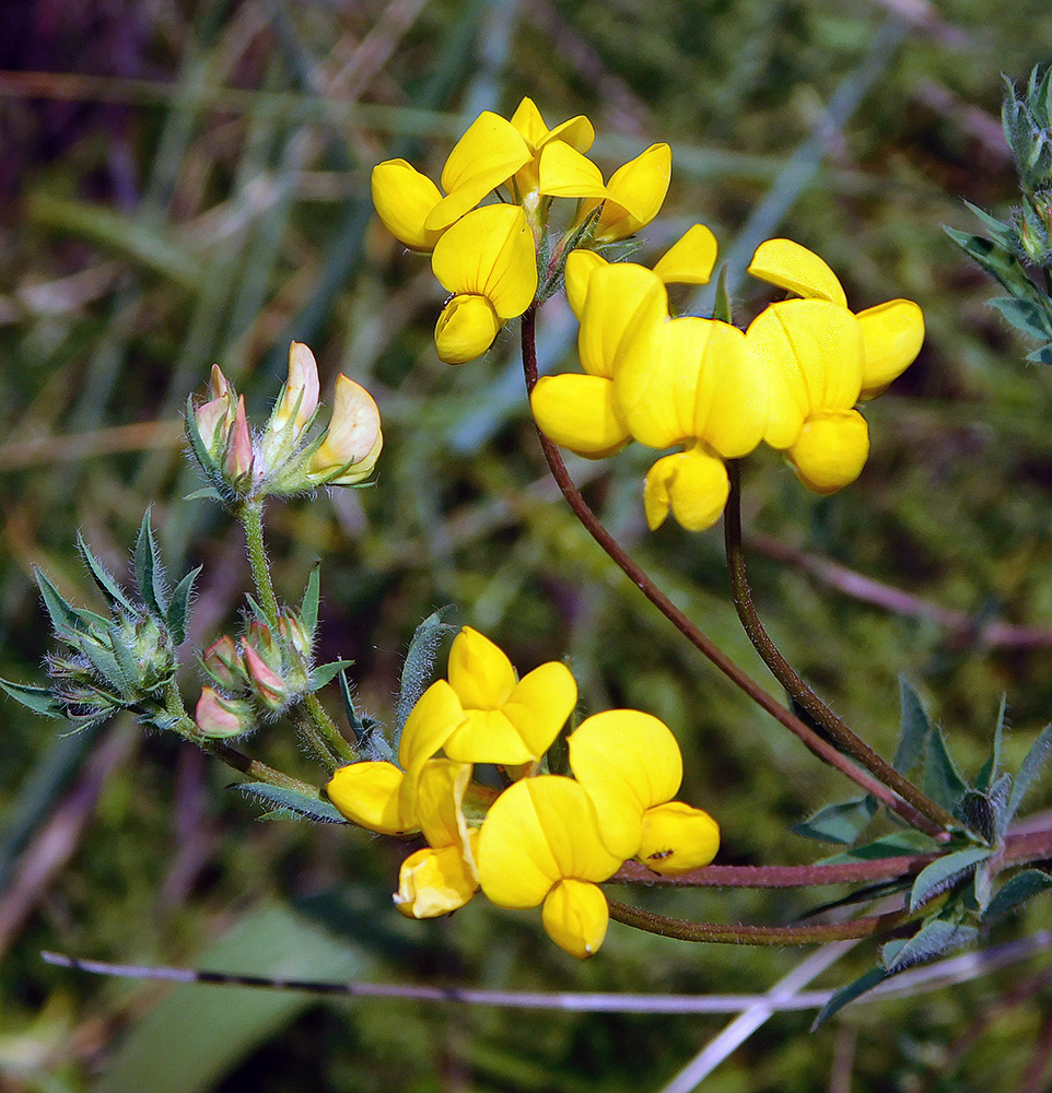 Image of Lotus caucasicus specimen.