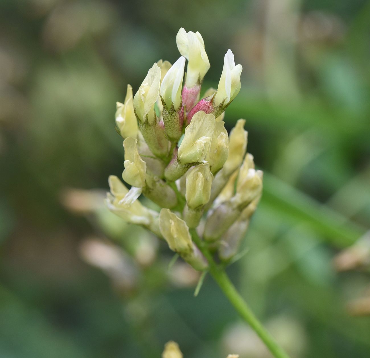 Image of Astragalus cicer specimen.