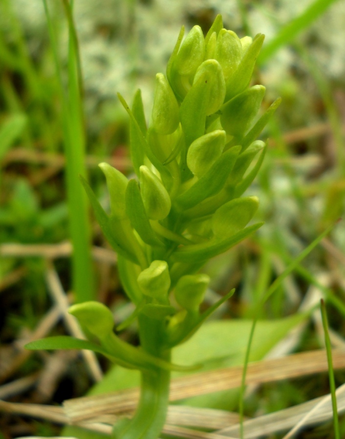 Изображение особи Platanthera bifolia.