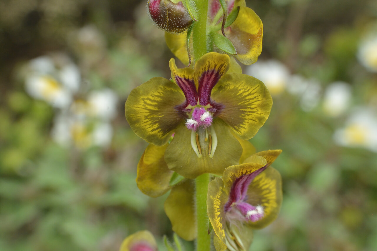 Изображение особи Verbascum bugulifolium.