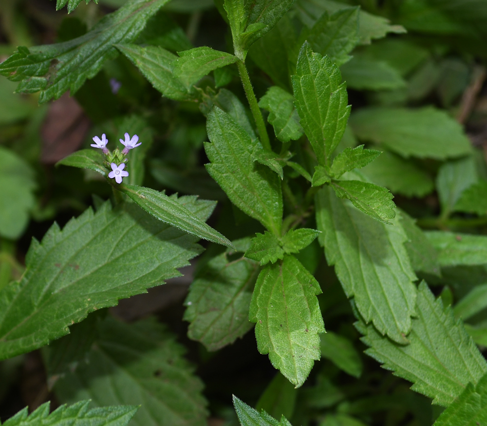 Image of Verbena litoralis specimen.