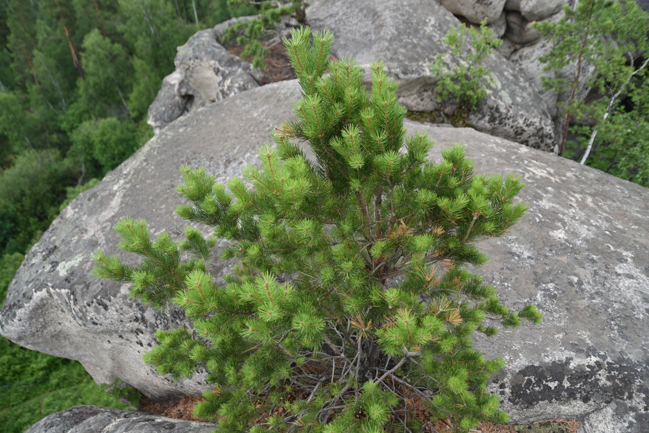 Изображение особи Pinus sylvestris.