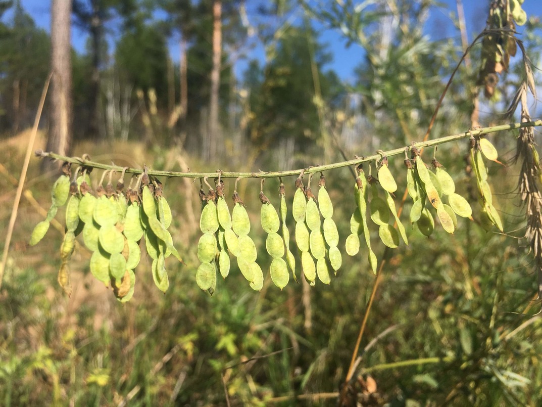 Изображение особи Hedysarum alpinum.