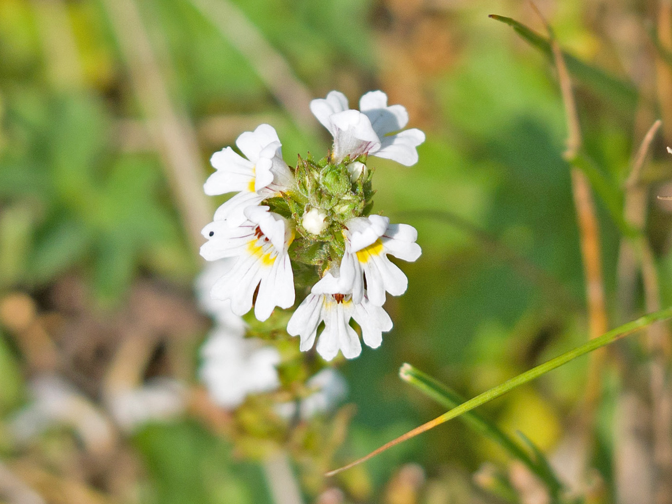 Image of Euphrasia alboffii specimen.