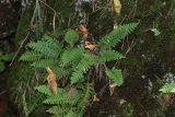 Polypodium vulgare