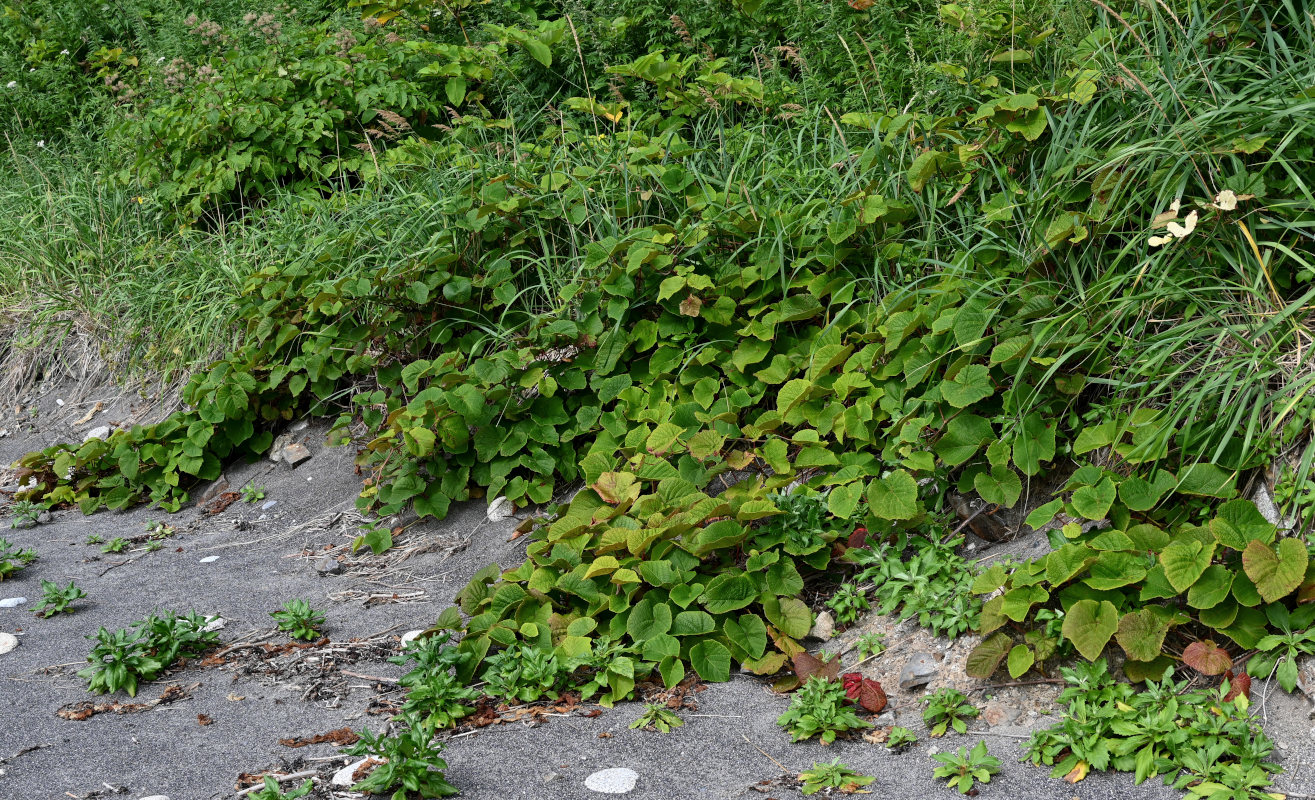 Image of Vitis coignetiae specimen.