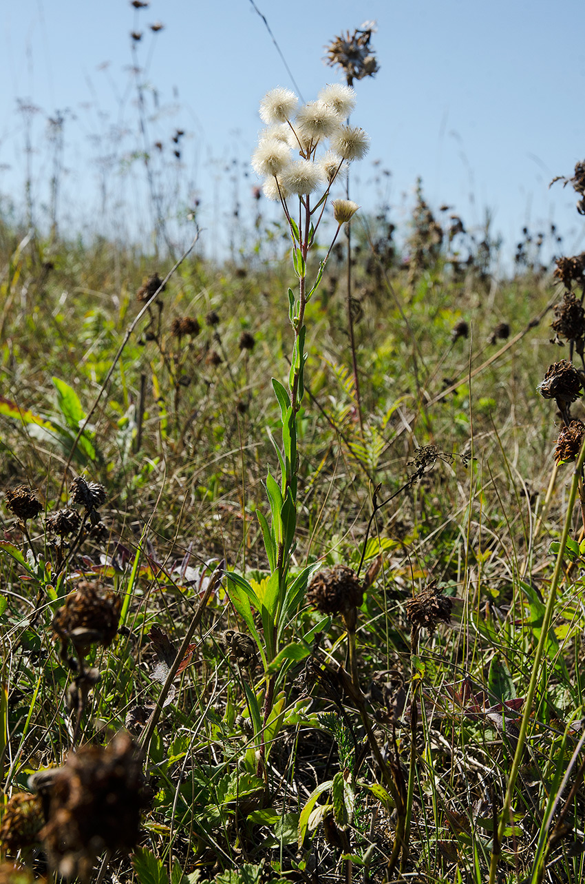 Image of Erigeron acris specimen.