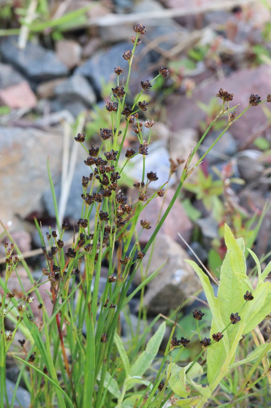 Изображение особи Juncus alpino-articulatus.