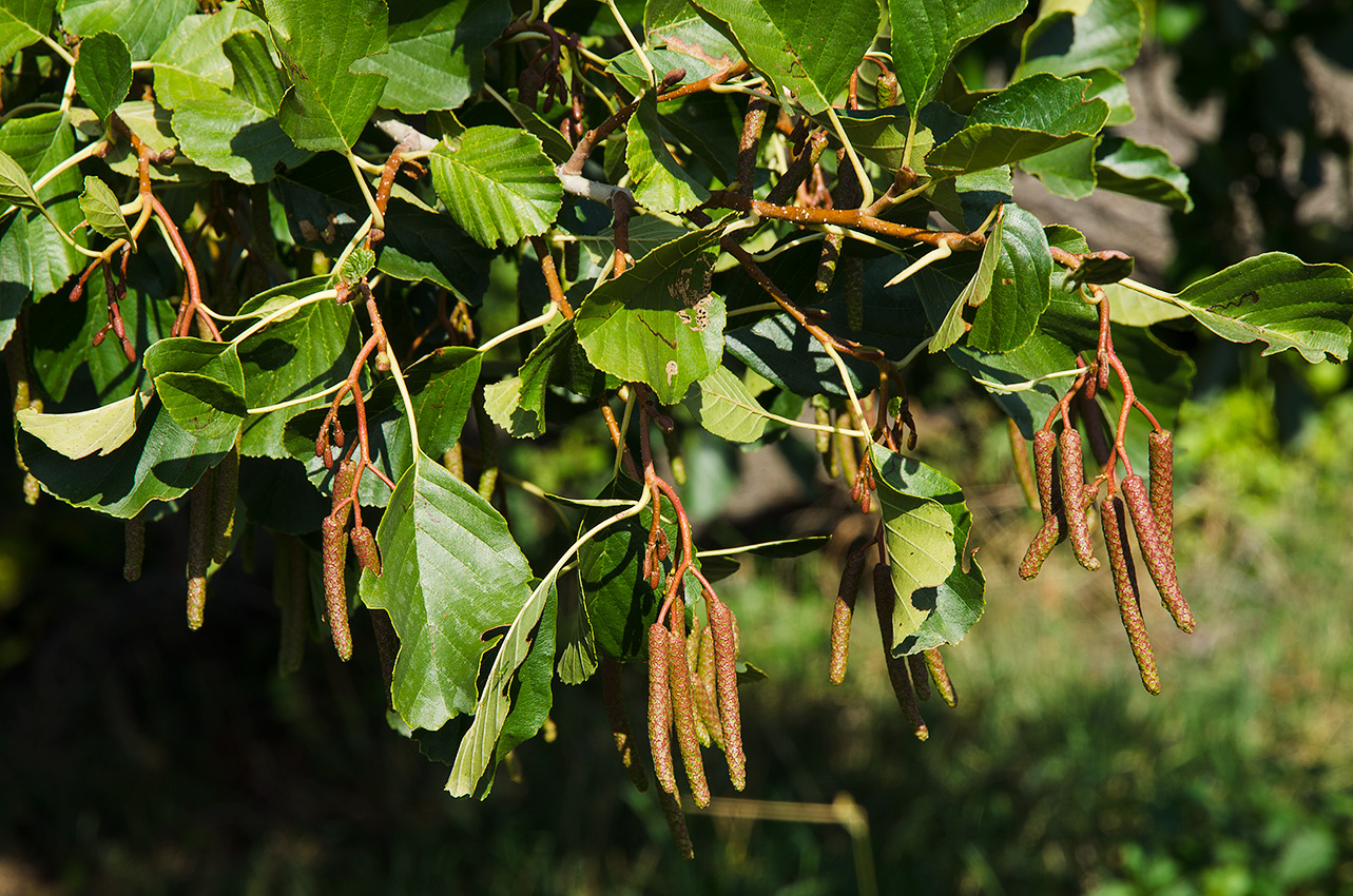 Изображение особи Alnus glutinosa.