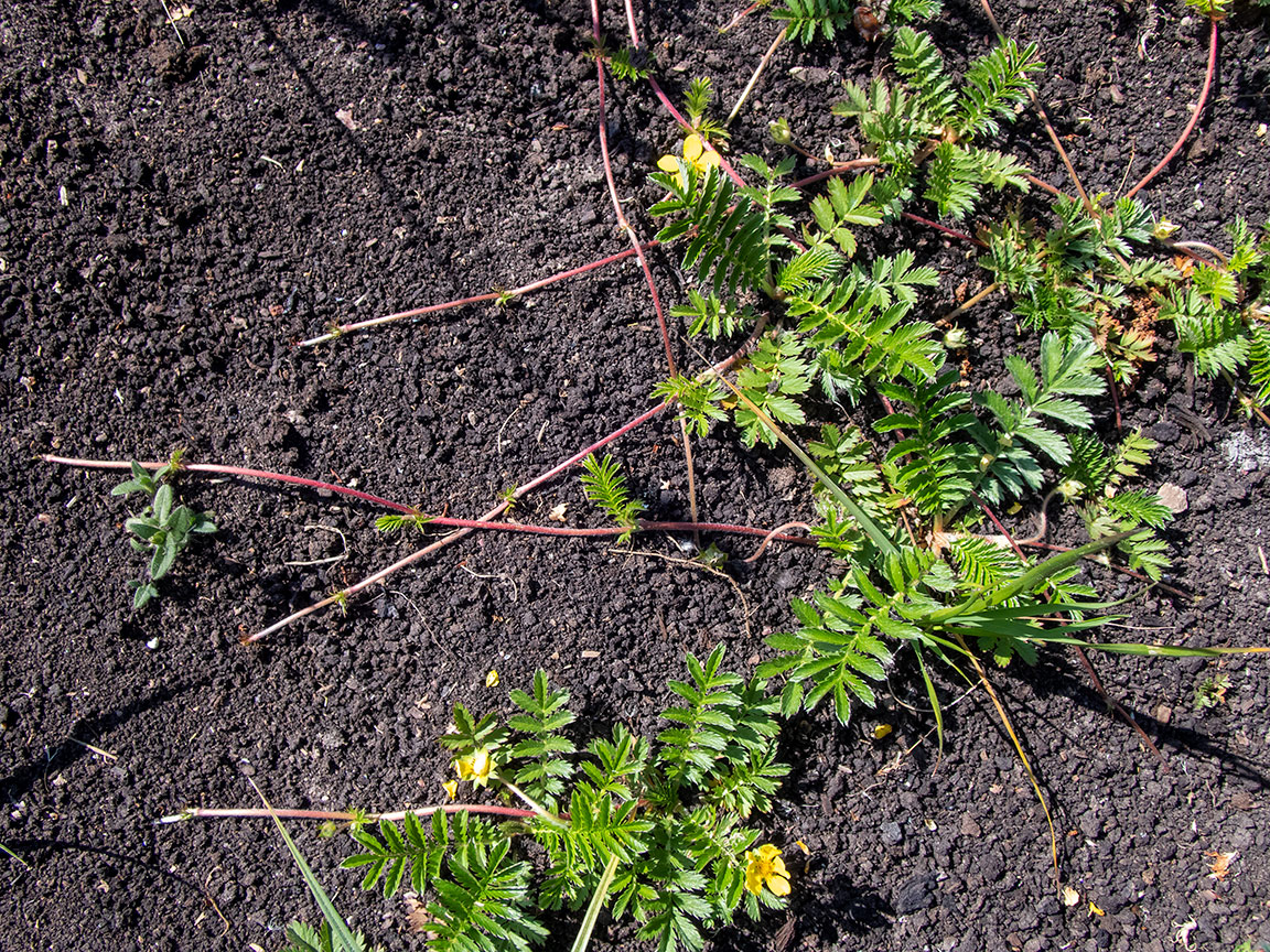 Изображение особи Potentilla anserina.