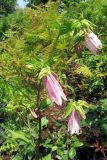 Смотреть изображение Campanula takesimana