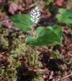 Maianthemum bifolium. Цветущее растение. Коми, Корткеросский р-н, окр. пос. Маджа, смешанный лес с преобладанием сосны. 24.06.2010.