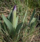 Iris pumila. Растение в начале цветения. Ростовская обл., окр. г. Донецк, правый берег р. Северский Донец, разнотравный склон. 09.04.2024.