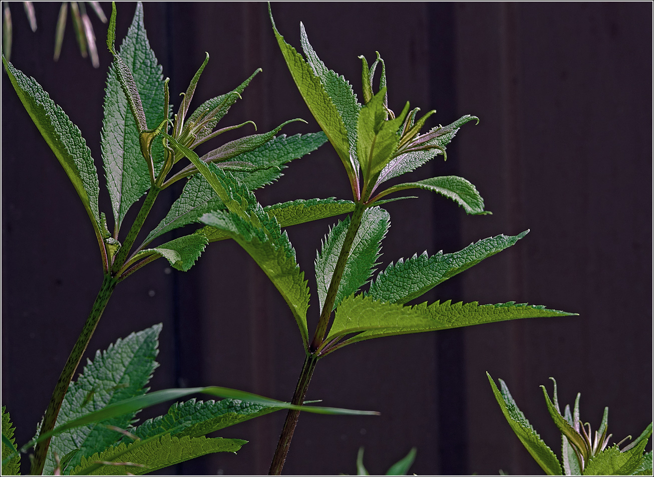 Image of genus Eupatorium specimen.