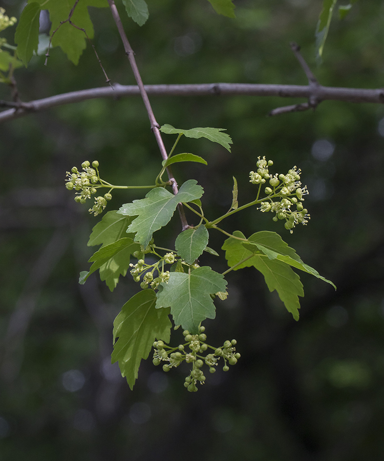 Image of Acer semenovii specimen.