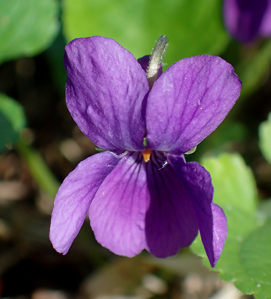 Image of Viola odorata specimen.