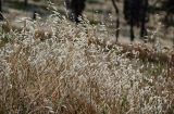 Avena persica. Верхушки плодоносящих растений. Грузия, окр. г. Тбилиси, гора Кениси, сухой склон. 10.06.2023.