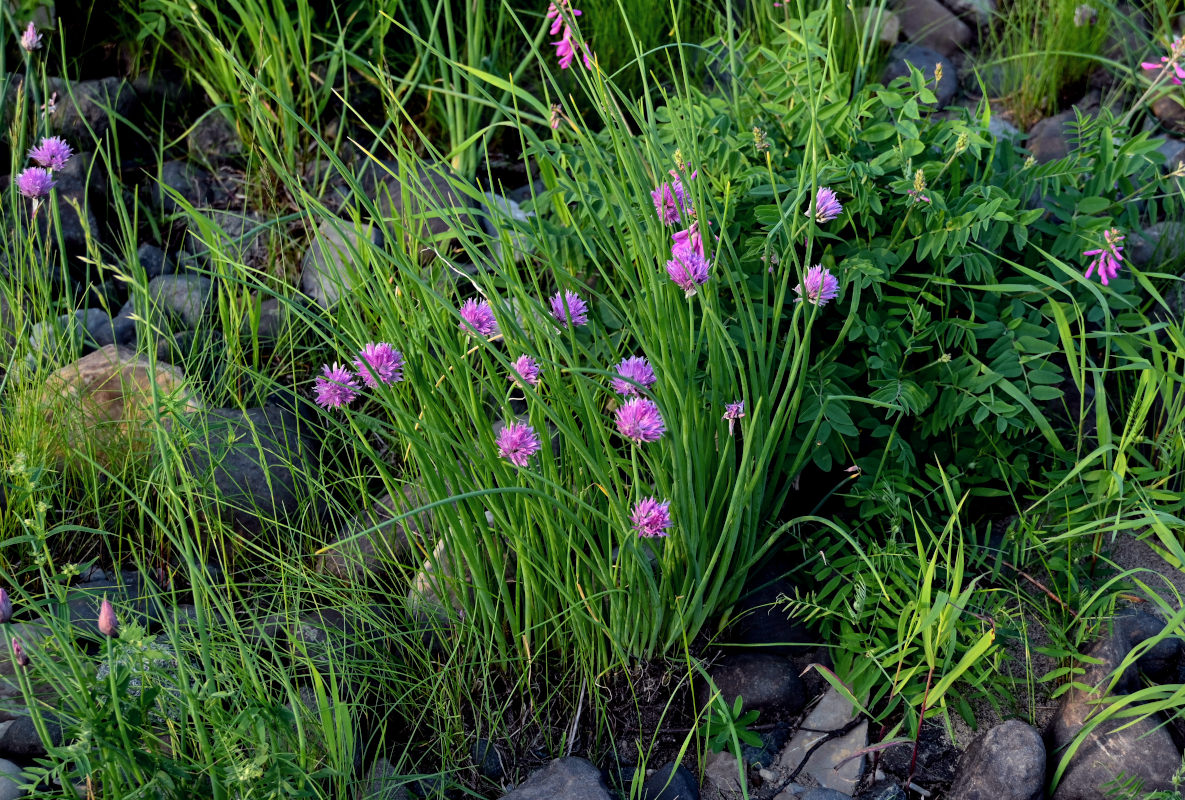 Изображение особи Allium schoenoprasum.