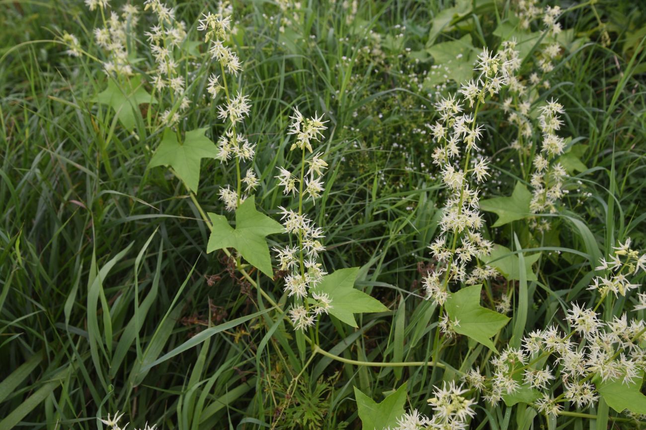 Изображение особи Echinocystis lobata.