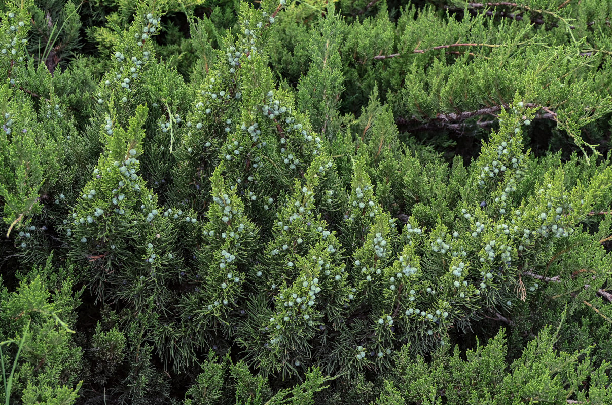 Изображение особи Juniperus chinensis.