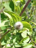 Clematis fusca