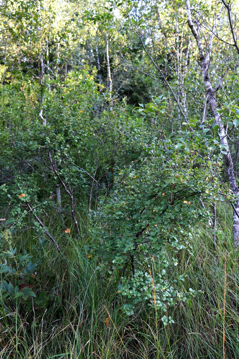 Image of Betula humilis specimen.