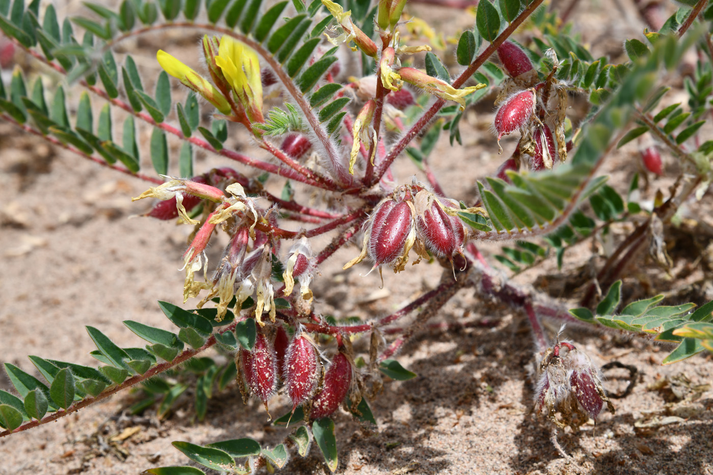 Image of Astragalus rubtzovii specimen.