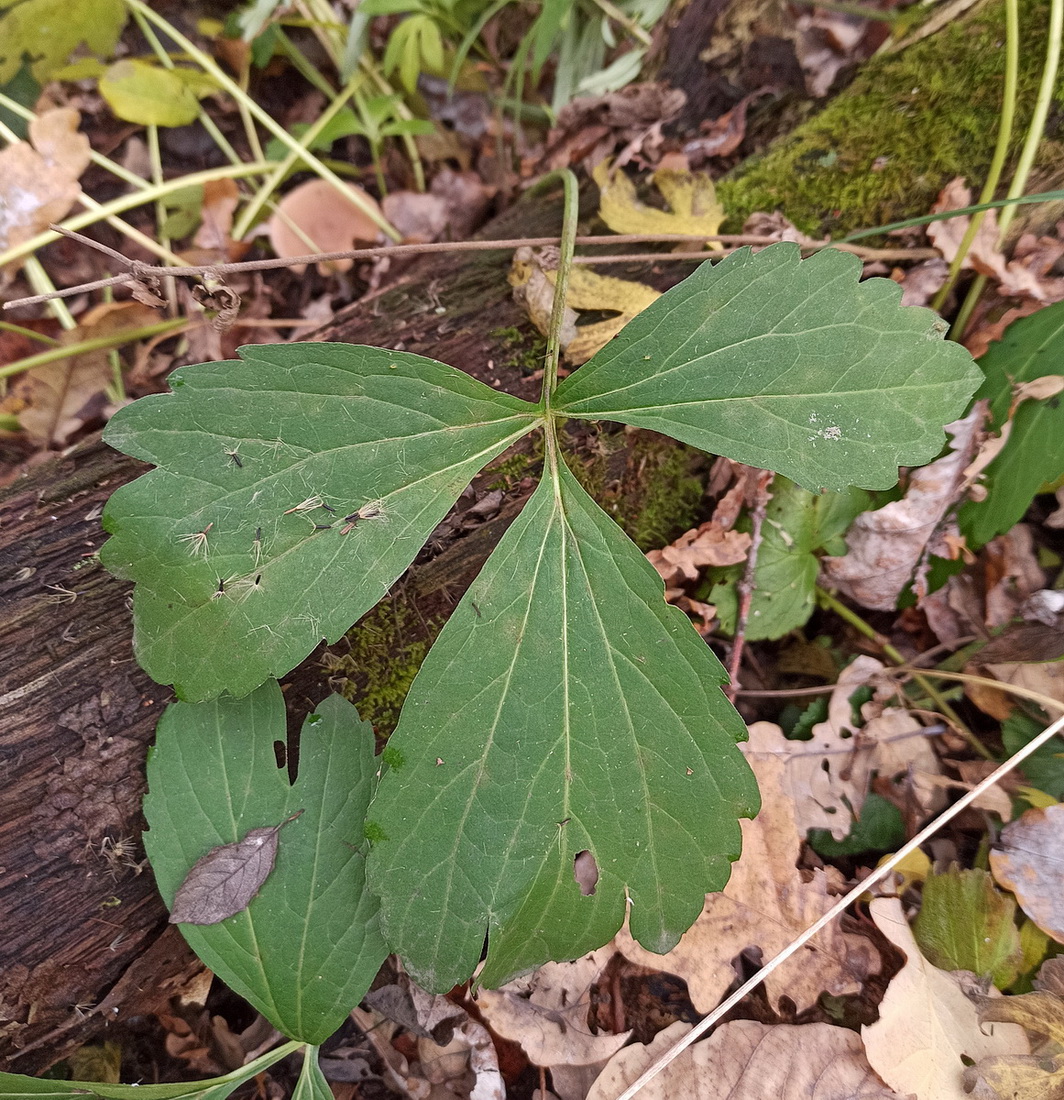 Image of genus Rudbeckia specimen.