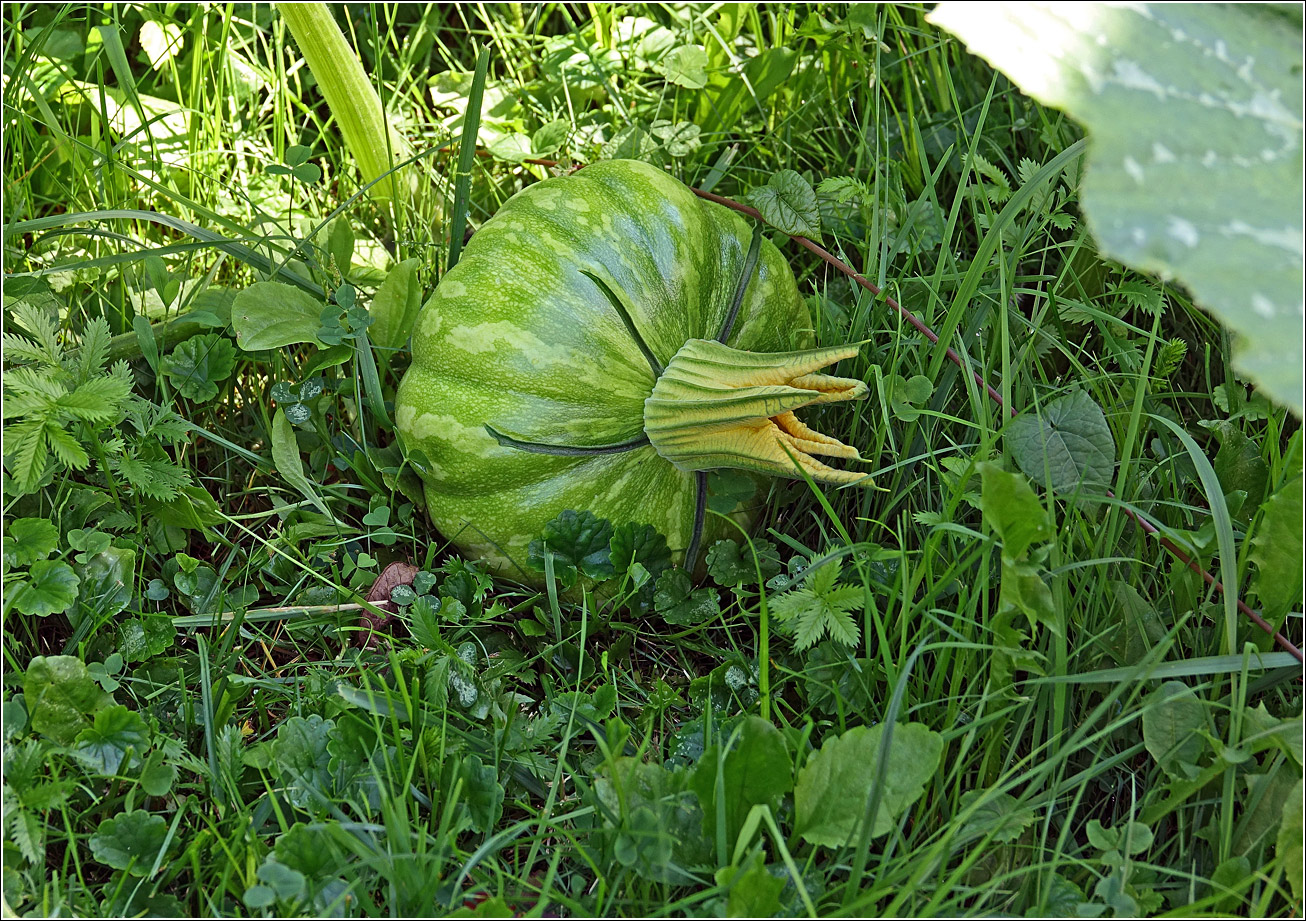 Image of Cucurbita pepo specimen.