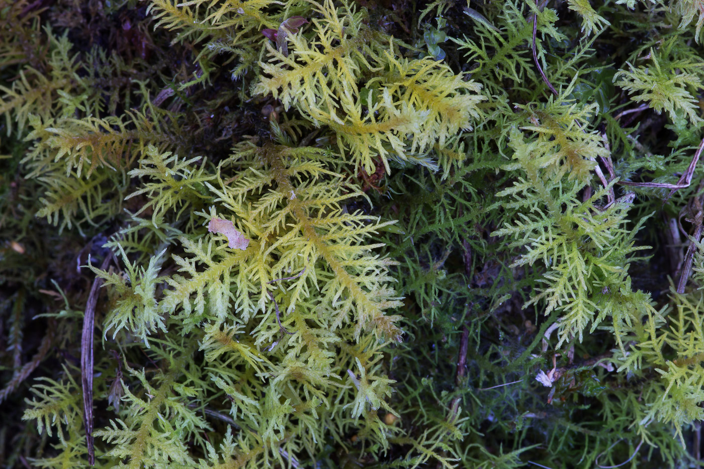 Image of Thuidium recognitum specimen.