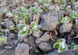 Salix arctica