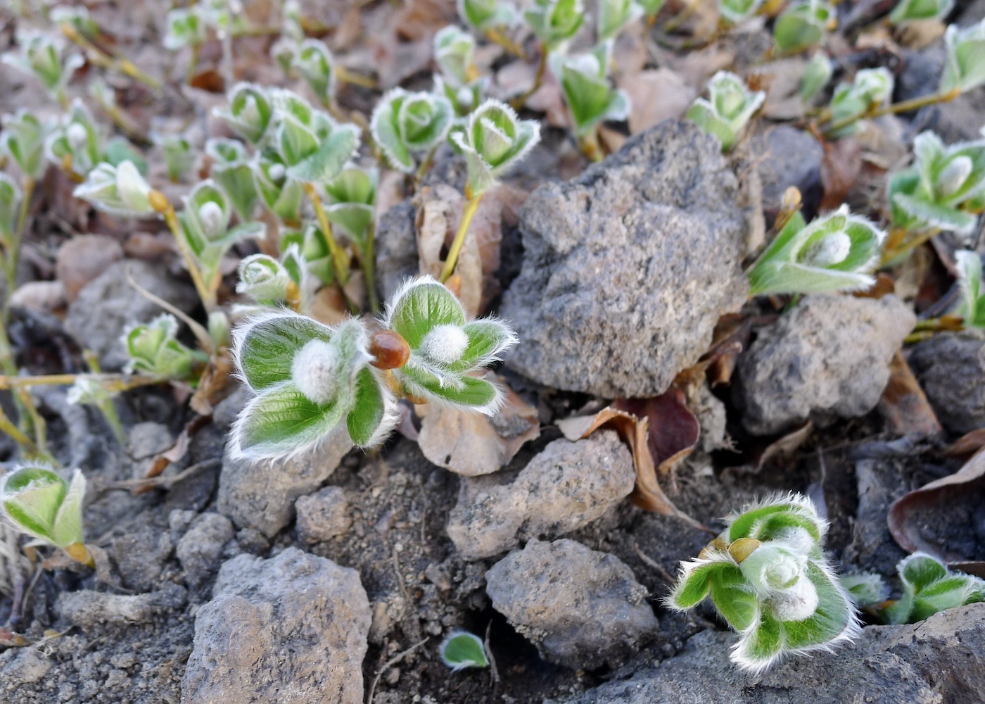 Изображение особи Salix arctica.