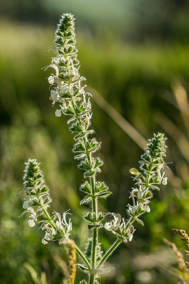 Изображение особи Salvia revelata.