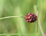 Sanguisorba officinalis. Соцветие. Липецкая обл., Данковский р-н, окр. дер. Масловка, 1,5 км выше устья р. Паники, правый борт балки Паники, луг. 3 августа 2024 г.