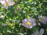 Rosa glabrifolia