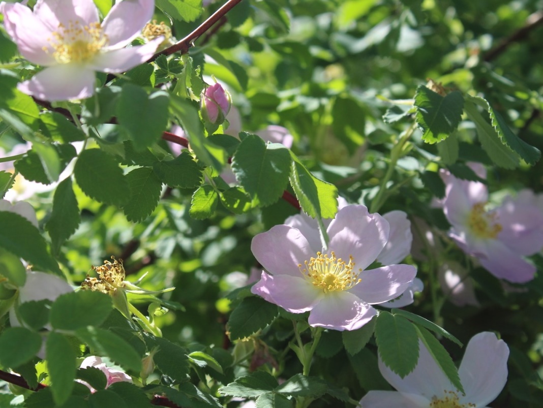 Image of Rosa glabrifolia specimen.