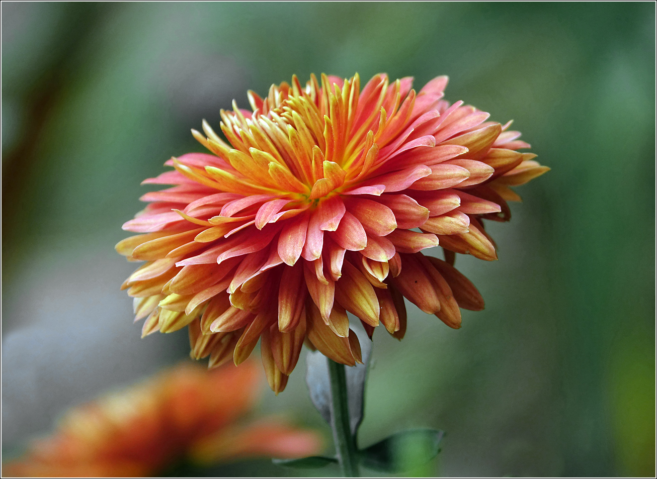 Image of Chrysanthemum indicum specimen.