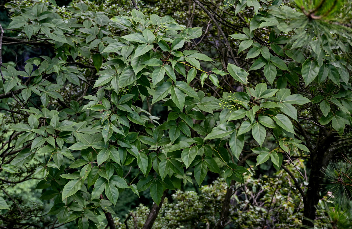 Изображение особи Gamblea ciliata.