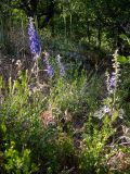 Delphinium fissum. Цветущие растения. Крым, Южный Берег, горное плато в 200 м к зап. от р. Алака (Сотера), крутой склон у края смотровой площадки. 30.05.2024.