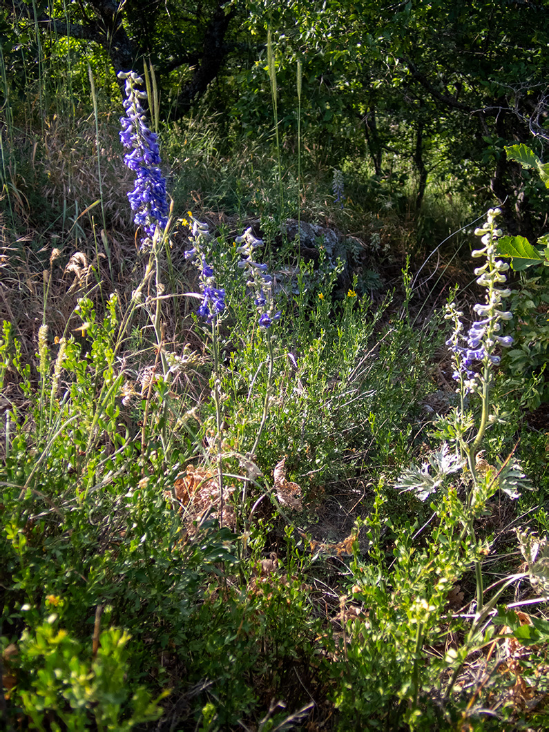 Изображение особи Delphinium fissum.