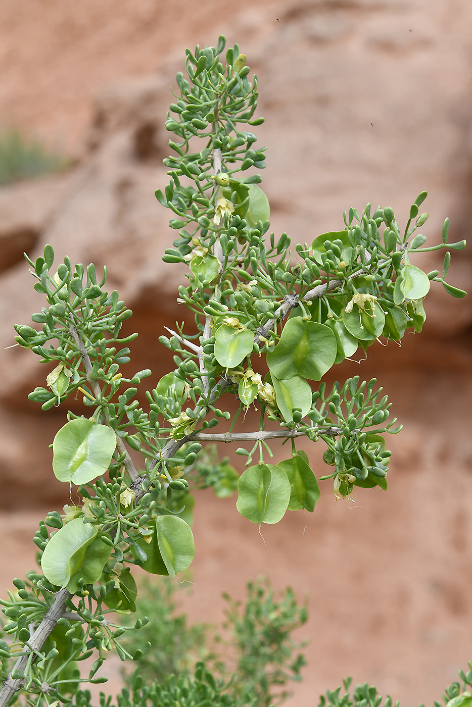 Image of Zygophyllum ferganense specimen.