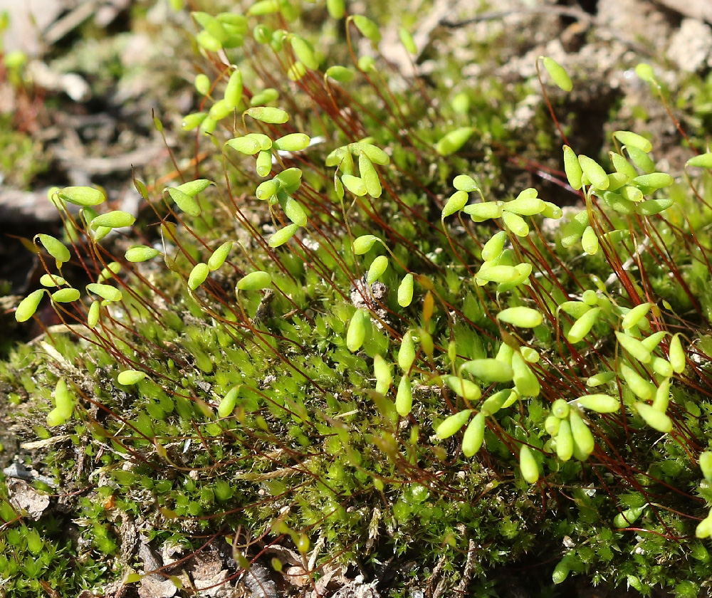 Изображение особи род Bryum.