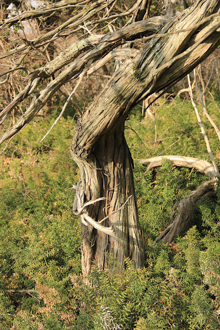 Image of Juniperus deltoides specimen.